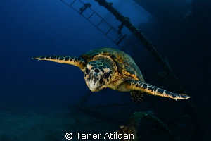 Turtle on Giannis D again by Taner Atilgan 